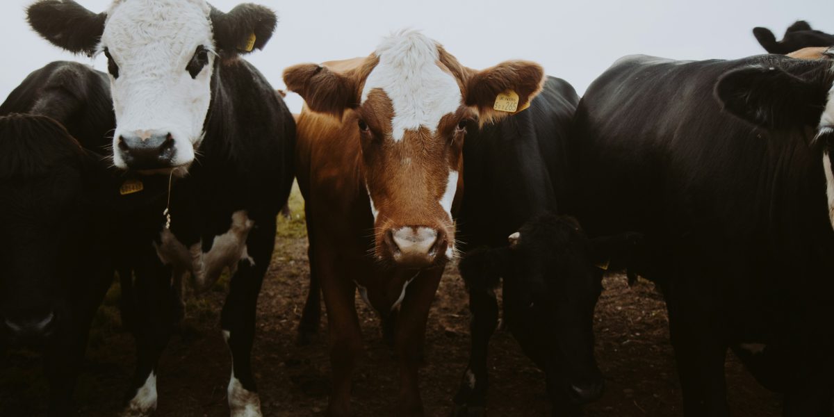 MUSE 3 FARM receives National Grant Award From Fact